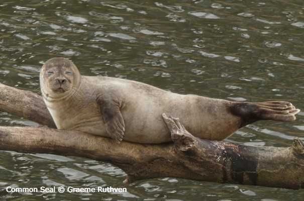 Common Seal on log © Graeme Ruthven